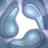 Μυκόπλασμα γεννητικών οργάνων στο μικροσκόπιο